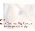Atlanta Metro Guinea Pig Rescue