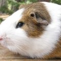 California Northern Cavy Rescue