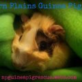 Northern Plains Guinea Pig Rescue