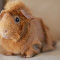 Critter Corral Guinea Pig Rescue