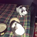 2 male guinea pigs need a loving home. Custom cage and lots of accessories included.