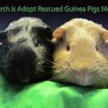 Wheek Care Guinea Pig Rescue