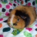 KassysFurryFriends Guinea Pig Rescue