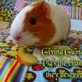 Auckland Cavy Care