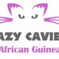 Crazy Cavies Rescue