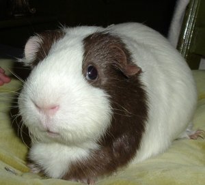 LGPR has guinea pigs seeking new homes! London, ON