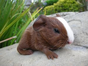 Orange County Cavy Haven