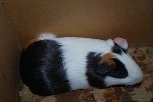 Have A Heart Guinea Pig Rescue- NJ/NJ/PA/DE