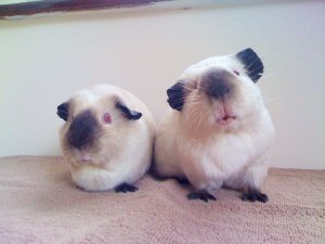 Want to adopt a Himalyan Guinea Pig