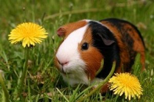 Dandelion Lodge small animal boarding and pet sitting services