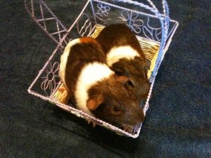 Austin Guinea Pig Rescue