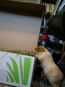 Small Pet Select - High quality timothy hay for guinea pigs