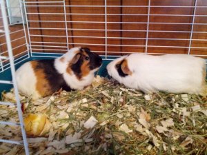 Please help! 2 Female Guinea Pigs (mother and daughter) in Need of a Home