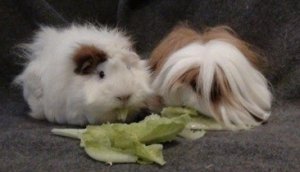 Cavy House Guinea Pig Rescue