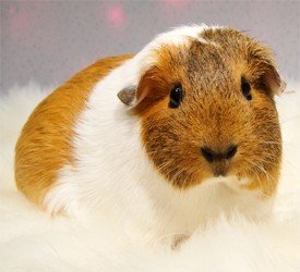 Metropolitan Guinea Pig Rescue