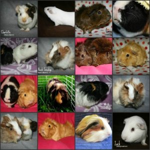 The Cavy Corner Guinea Pig Rescue