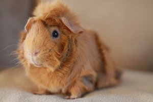 Critter Corral Guinea Pig Rescue