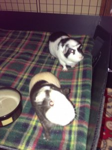 2 male guinea pigs need a loving home. Custom cage and lots of accessories included.