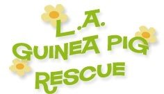 Los Angeles Guinea Pig Rescue