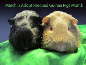 Wheek Care Guinea Pig Rescue