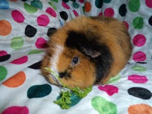 KassysFurryFriends Guinea Pig Rescue