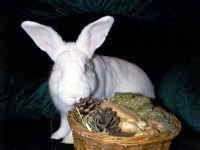 Rabbit & Pocket Pet Adoptions
