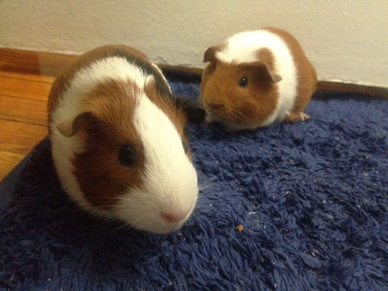 2cb8f1447146d4aea3a9a76d.jpg - Two female guinea pigs in the westchester, New York need homes , if any anybody who has experience with these piggies could arrange something with me just let me know asap thank you