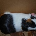 Have A Heart Guinea Pig Rescue- NJ/NJ/PA/DE