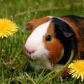 Dandelion Lodge small animal boarding and pet sitting services